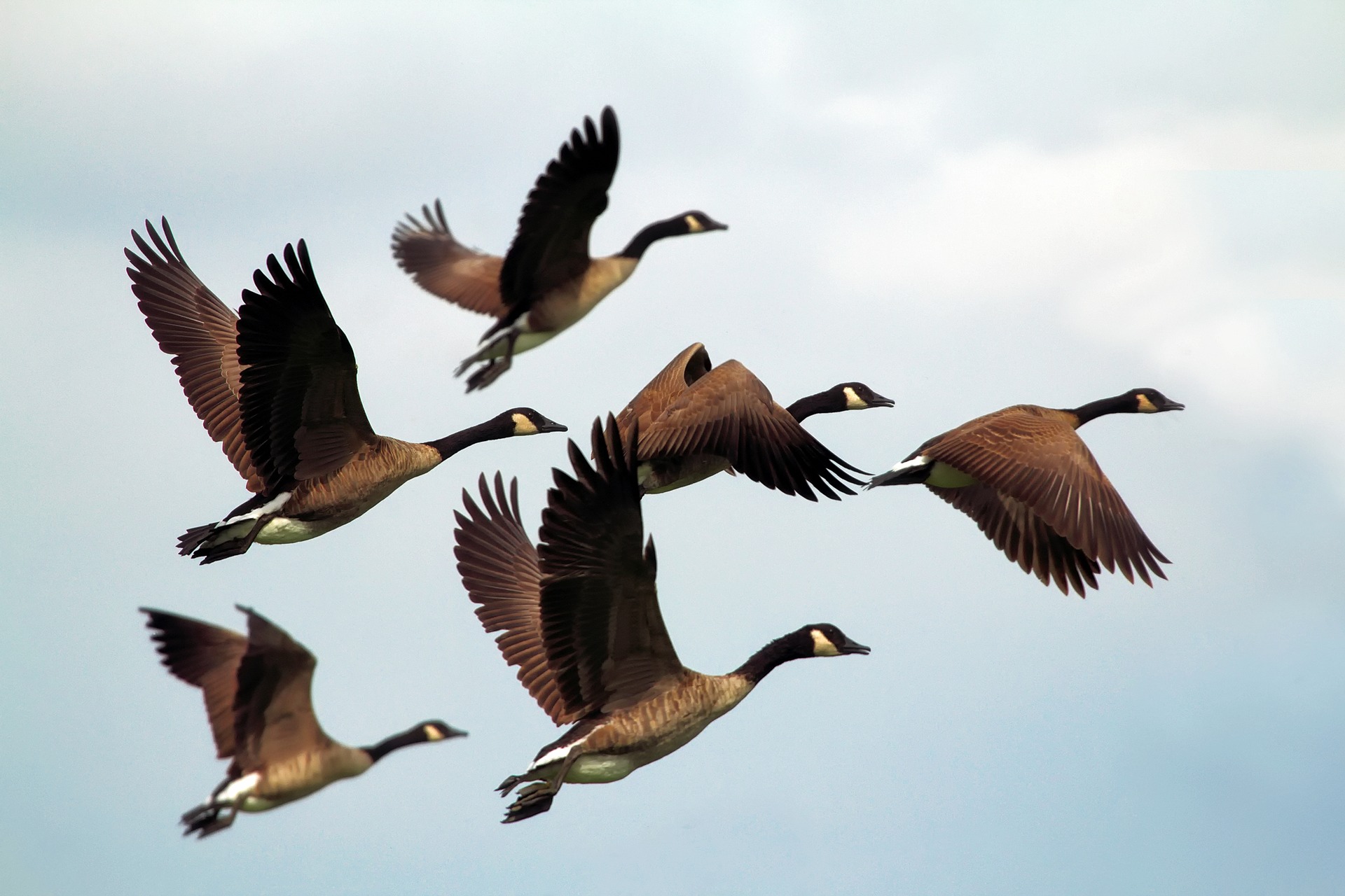 Geese Flying Fancifully in a Figurative Flock of Followers